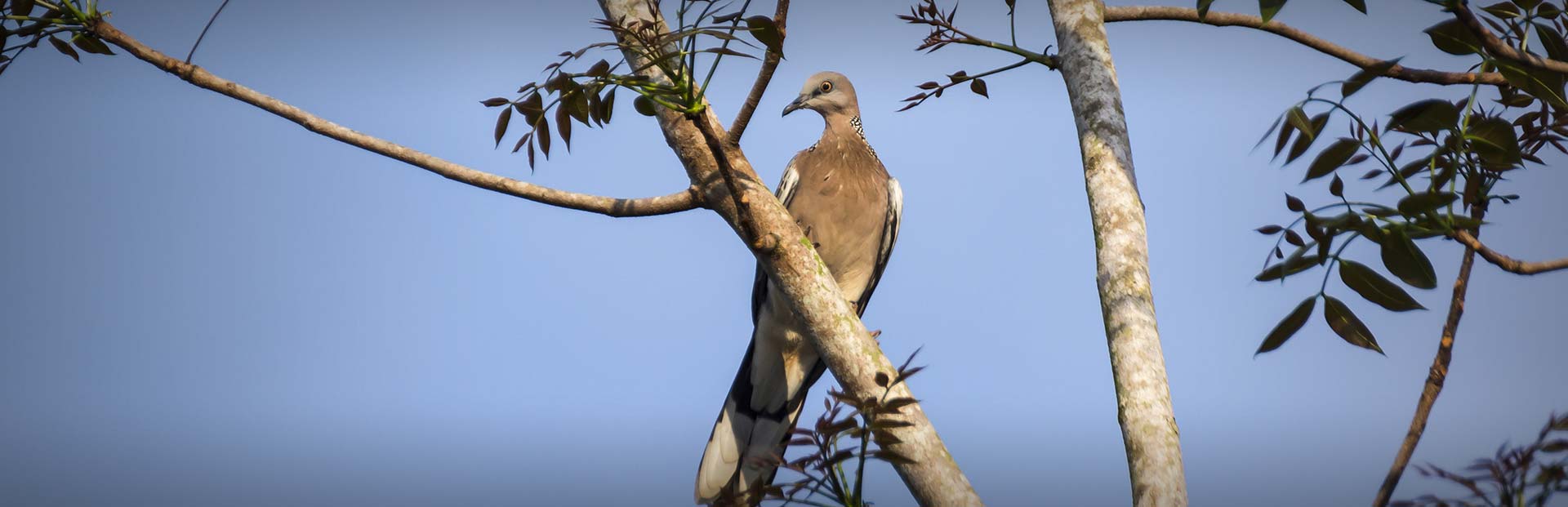 About Florida Dove Hunting