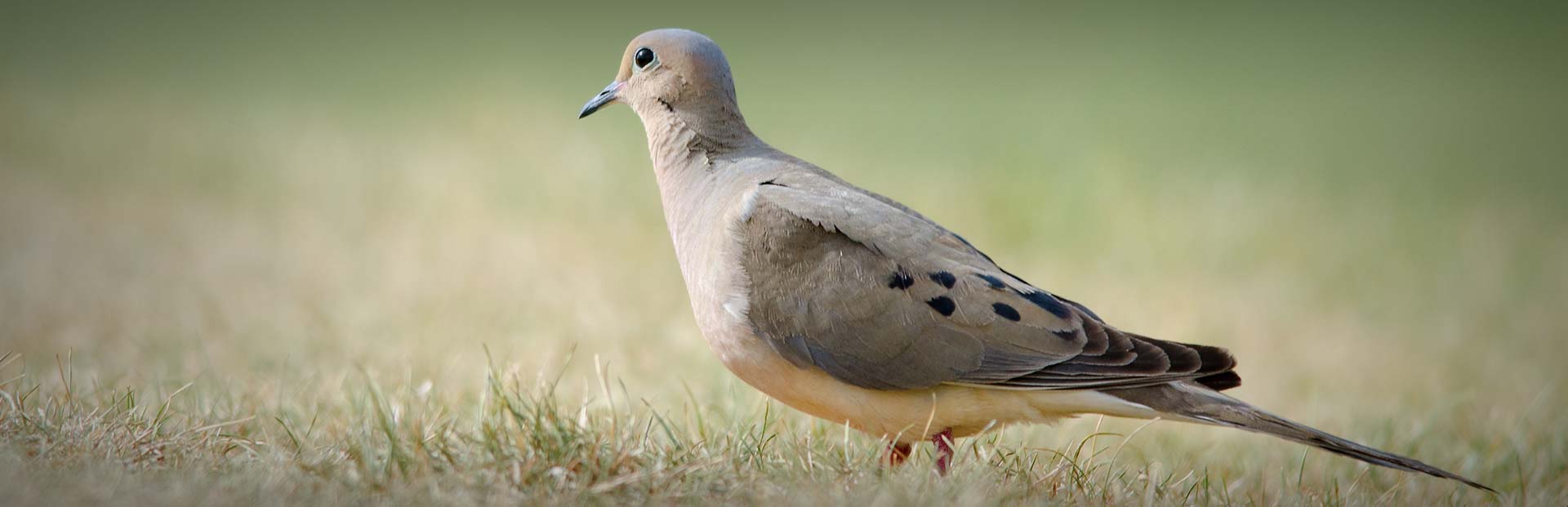 Tips From Florida Dove Hunting