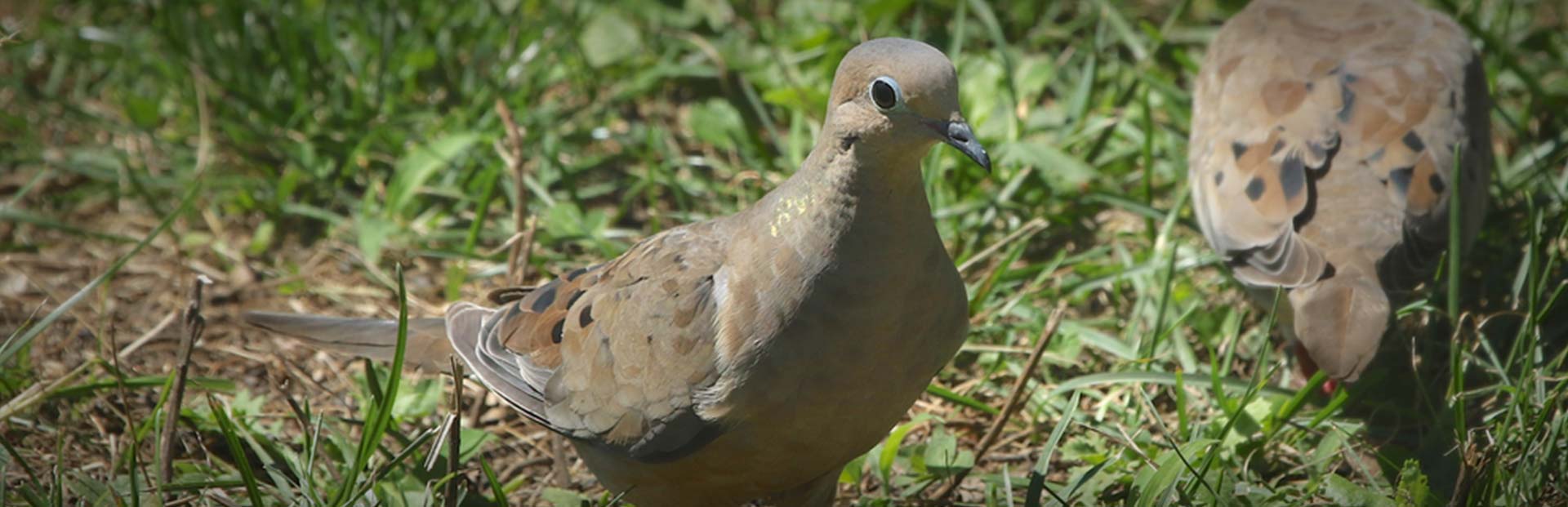 Little Lake Lodge - Dove Hunting Outlook